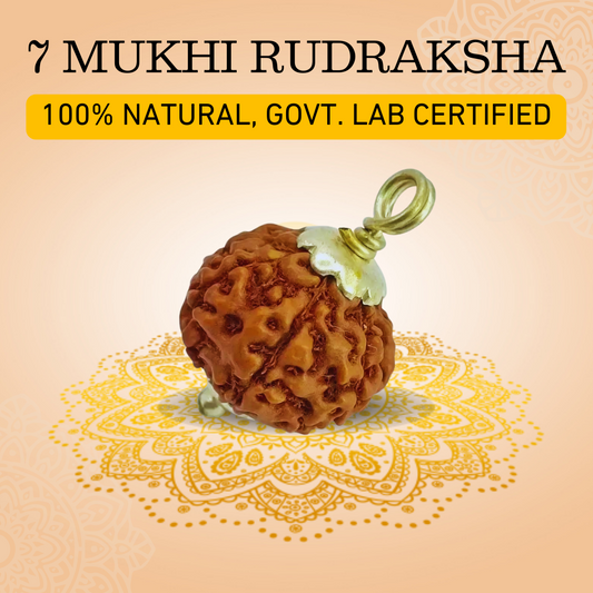 7 Mukhi Original Rudraksha - 100% Original